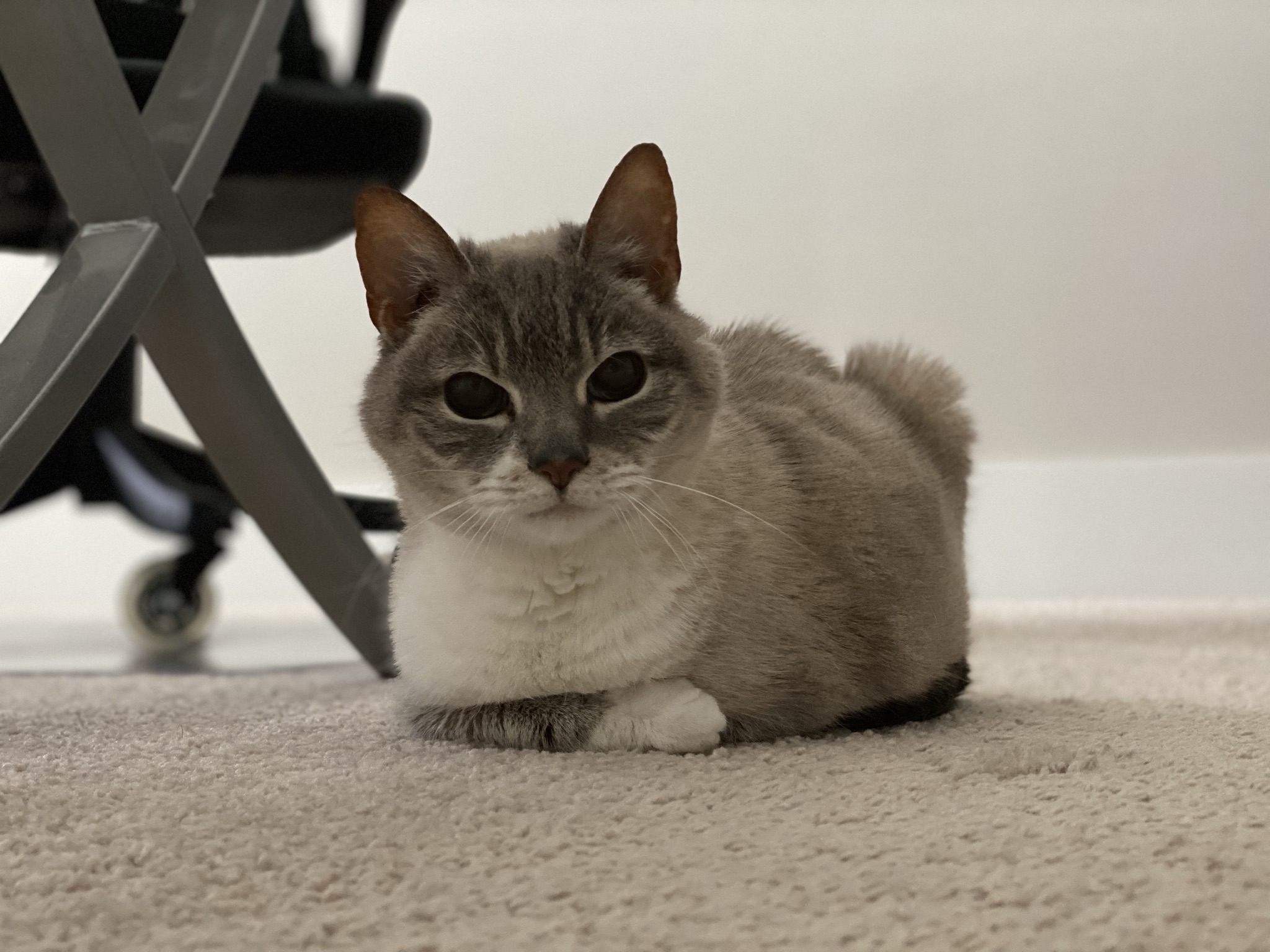 Stoic Loaf